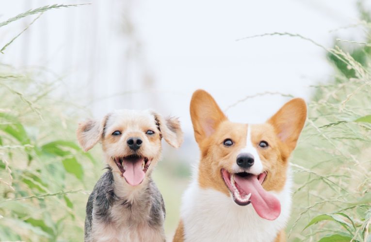 Preventing Home Dog Fights in Flowermound