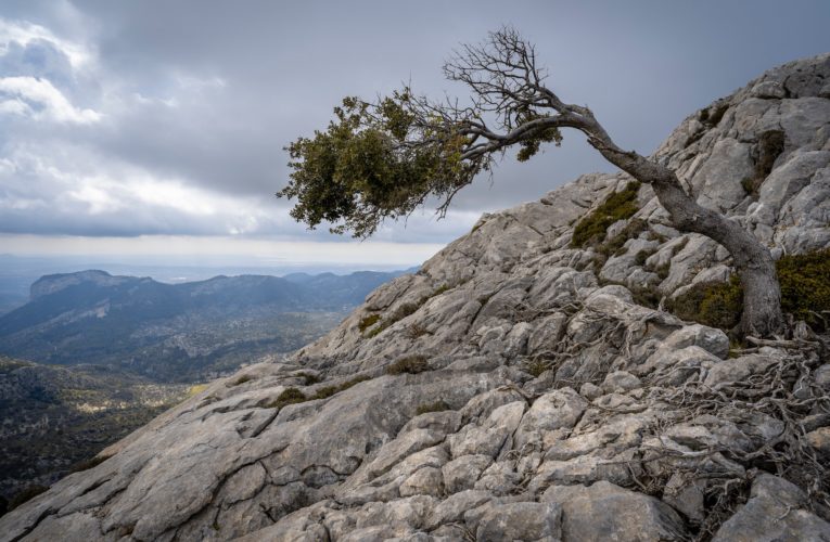 Flowermound: The Importance of Resilience in Overcoming Trauma
